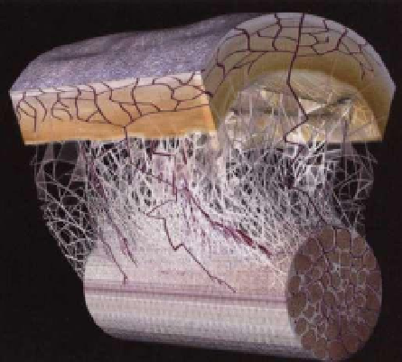 fascia2 fascia2